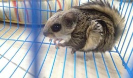 日本小鼯鼠的品种简介和图片