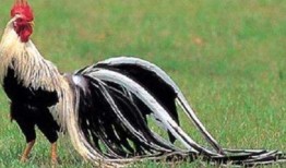 长尾鸡世界上尾巴最长的动物