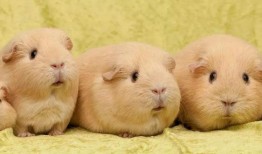 兽医解答：豚鼠为什么叫荷兰猪