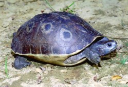 百色闭壳龟多少钱一只 百色闭壳龟多少一只