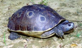 百色闭壳龟多少钱一只 百色闭壳龟多少一只