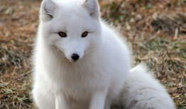 北极狐能养吗 在中国能不能养北极狐