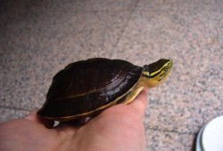 马来闭壳龟多少钱一只 马来西亚闭壳龟多少钱一只