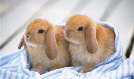 宠物兔品种 宠物兔有哪些品种